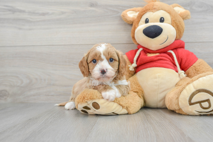 Best Cavapoo Baby