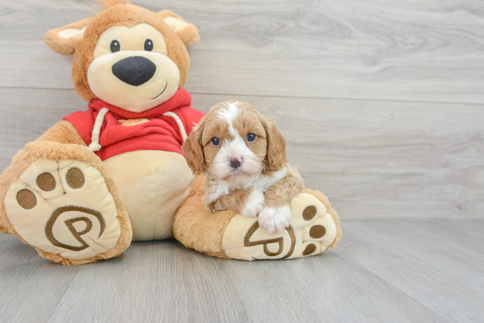 Playful Cavoodle Poodle Mix Puppy