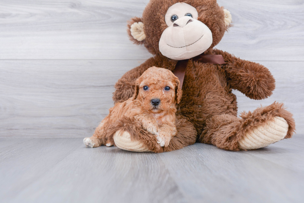 Best Cavapoo Baby