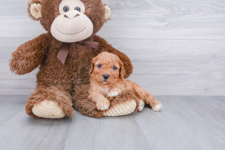 Sweet Cavapoo Baby