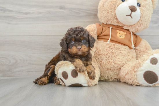 Cavapoo Pup Being Cute