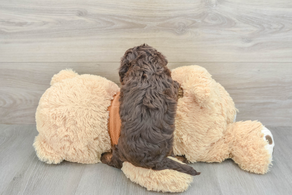 Happy Cavapoo Baby