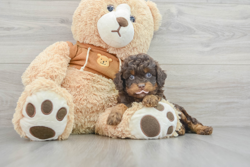 Cute Cavapoo Baby