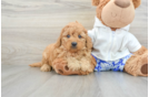 Cavapoo Pup Being Cute