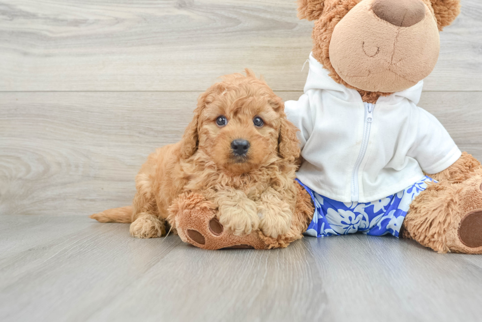 Cavapoo Pup Being Cute