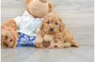 Cavapoo Puppy for Adoption