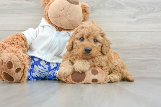 Cavapoo Puppy for Adoption