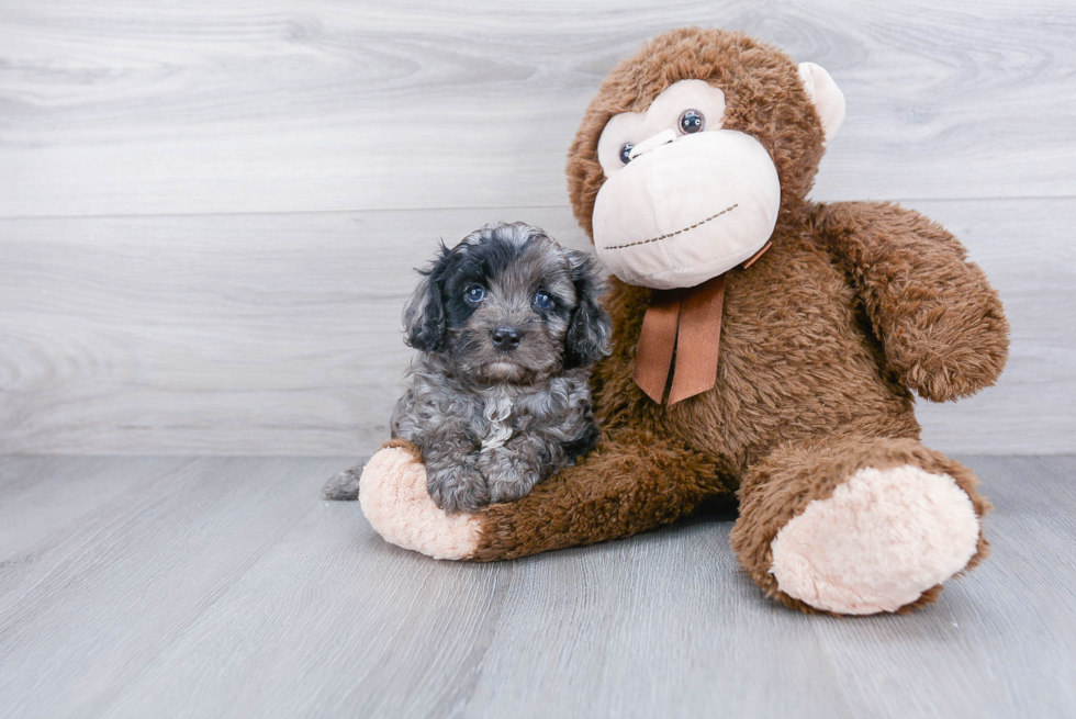 Best Cavapoo Baby