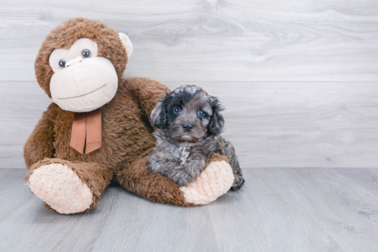 Friendly Cavapoo Baby