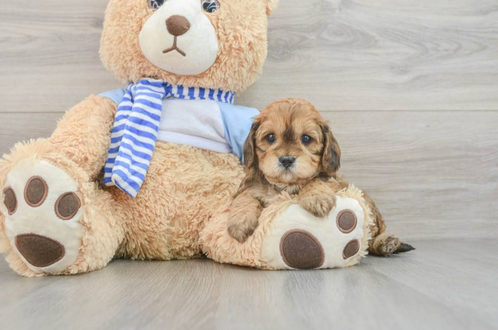 5 week old Cavapoo Puppy For Sale - Premier Pups