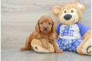 Funny Cavapoo Poodle Mix Pup