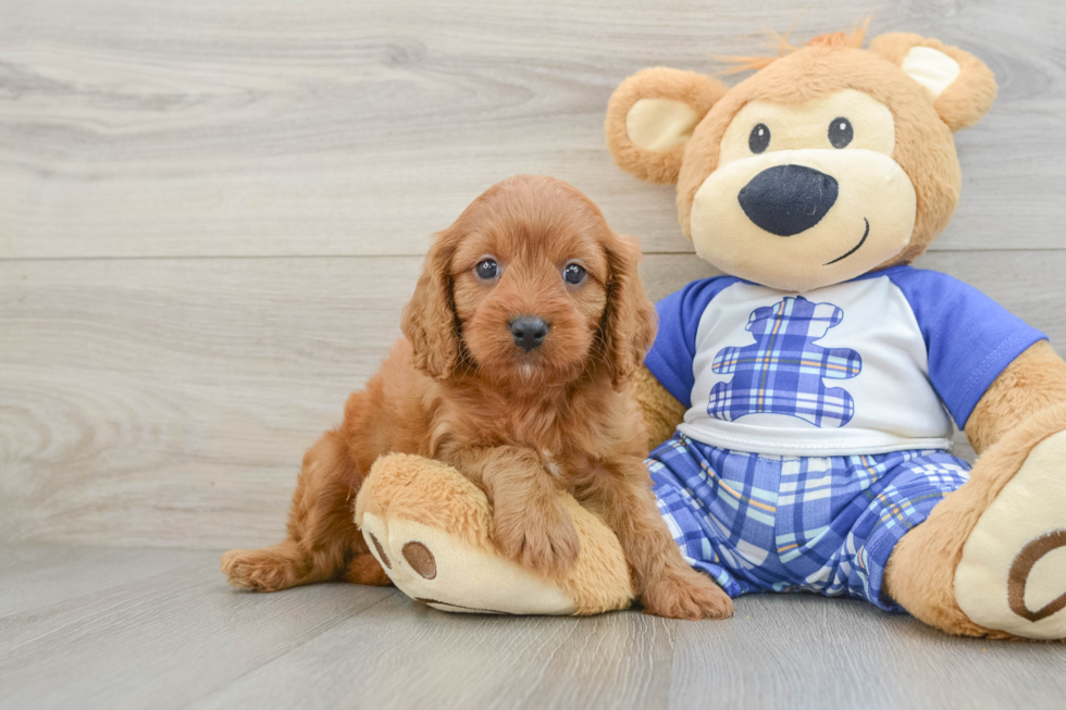 Funny Cavapoo Poodle Mix Pup