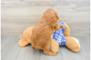 Funny Cavapoo Poodle Mix Pup