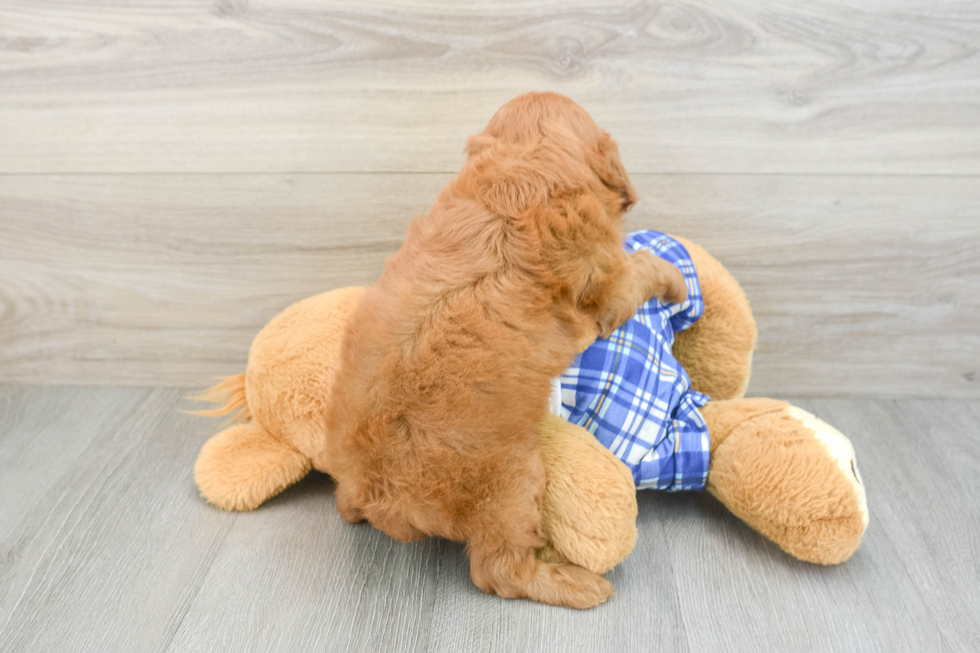 Funny Cavapoo Poodle Mix Pup