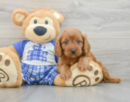 8 week old Cavapoo Puppy For Sale - Premier Pups