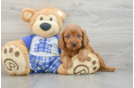 Energetic Cavoodle Poodle Mix Puppy