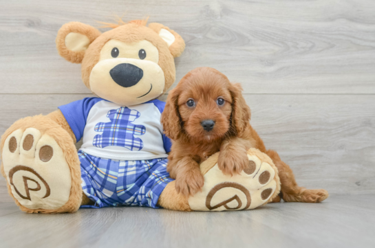 Energetic Cavoodle Poodle Mix Puppy