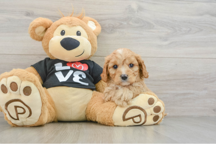 Energetic Cavoodle Poodle Mix Puppy