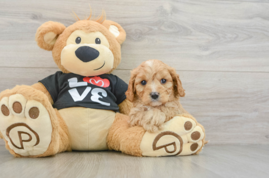 Energetic Cavoodle Poodle Mix Puppy