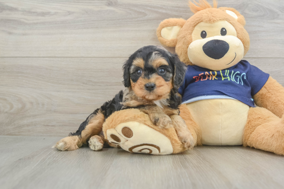 Friendly Cavapoo Baby