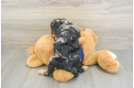 Sweet Cavapoo Baby