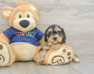 8 week old Cavapoo Puppy For Sale - Premier Pups