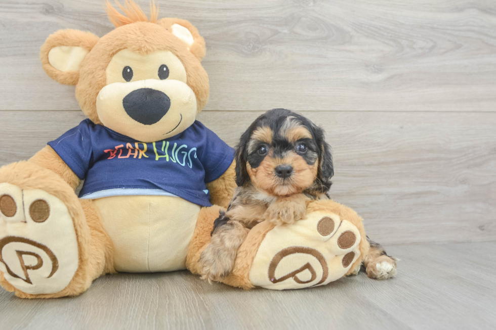 Best Cavapoo Baby