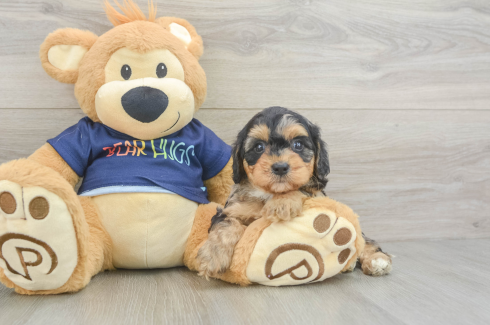 5 week old Cavapoo Puppy For Sale - Premier Pups