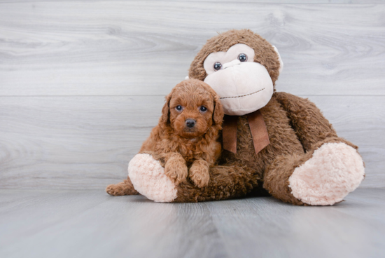 Popular Cavapoo Poodle Mix Pup