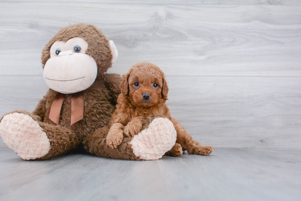 Funny Cavapoo Poodle Mix Pup