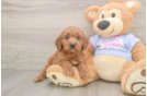 Cute Cavapoo Baby
