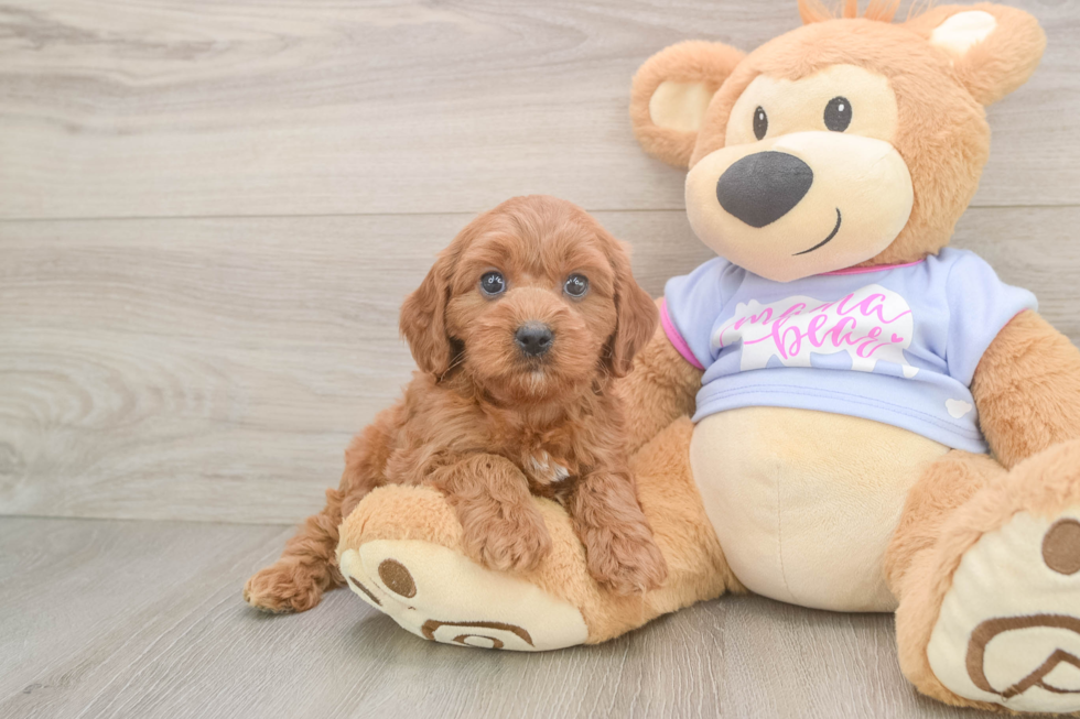 Cute Cavapoo Baby