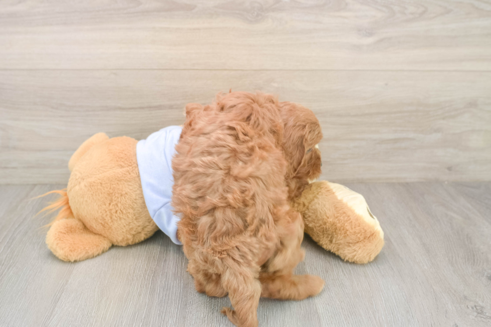 Little Cavipoo Poodle Mix Puppy