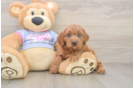 Cavapoo Pup Being Cute