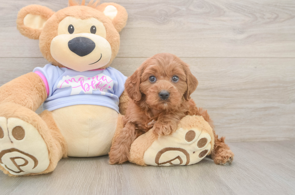 6 week old Cavapoo Puppy For Sale - Premier Pups
