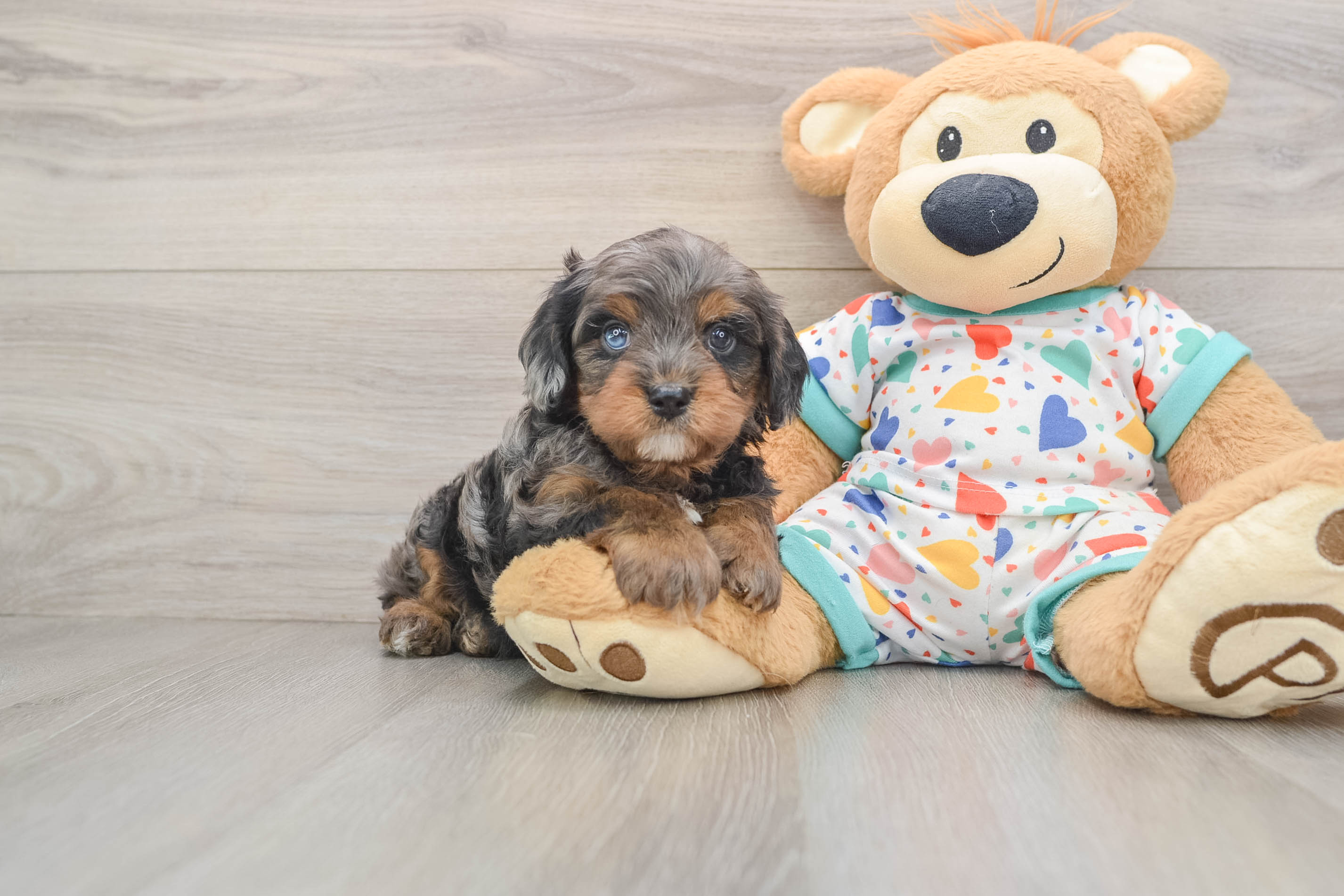 Best Cavapoo Baby