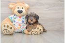 Cavapoo Puppy for Adoption