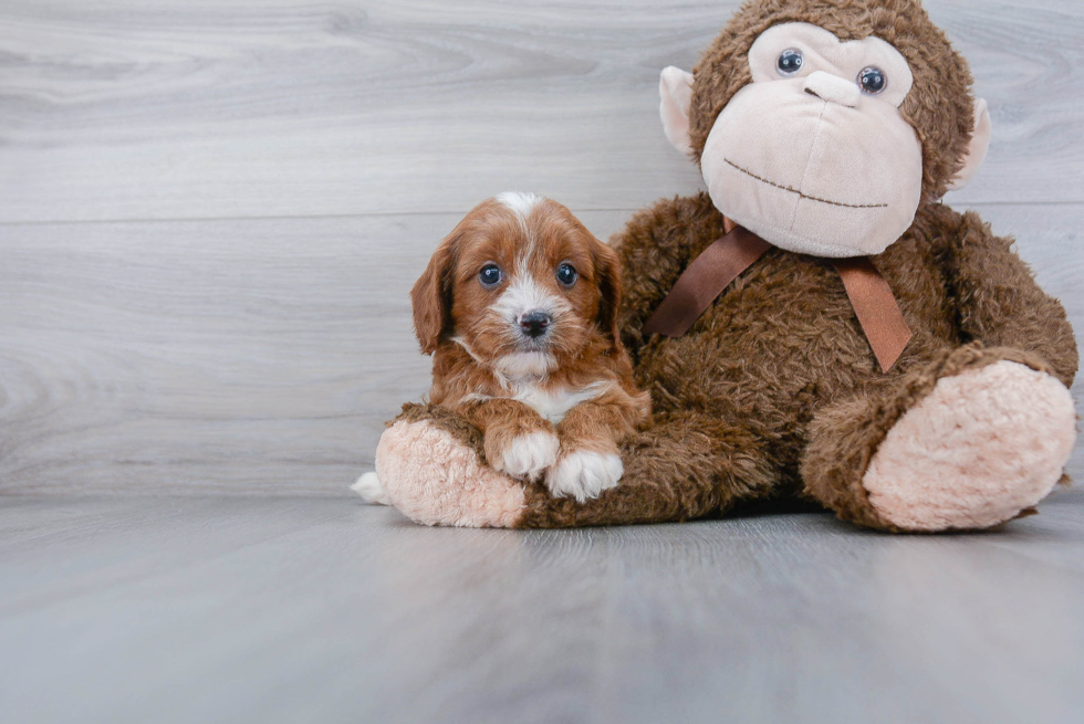 Cavapoo Puppy for Adoption