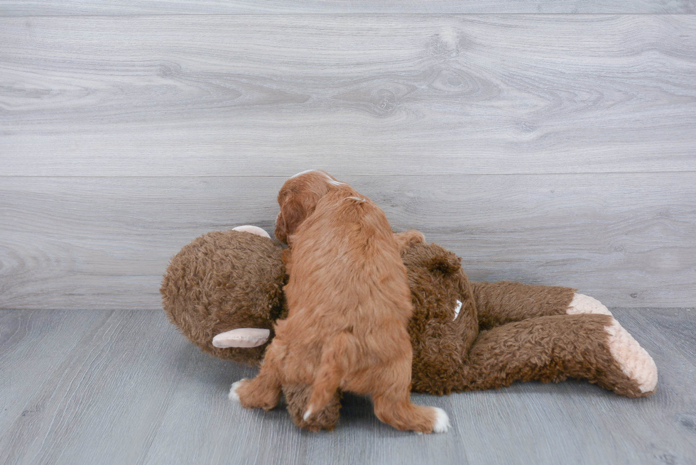 Little Cavoodle Poodle Mix Puppy