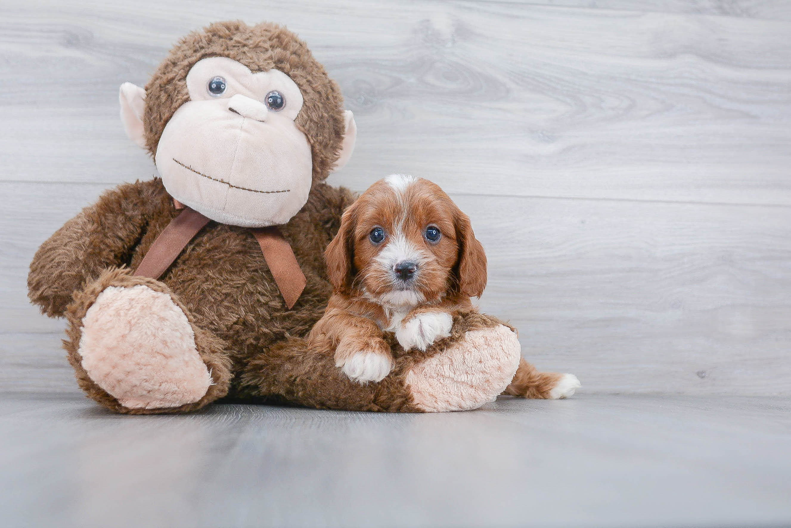 Playful Cavoodle Poodle Mix Puppy
