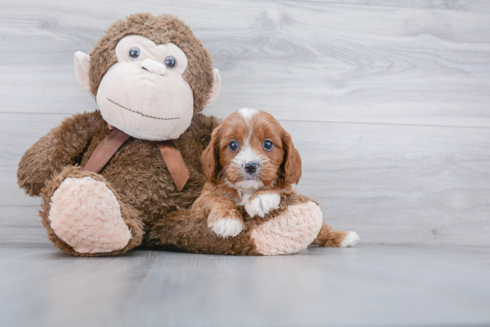 Playful Cavoodle Poodle Mix Puppy