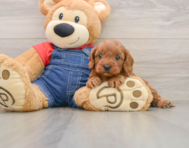 8 week old Cavapoo Puppy For Sale - Premier Pups