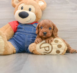 8 week old Cavapoo Puppy For Sale - Premier Pups