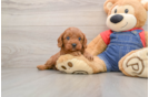 Friendly Cavapoo Baby