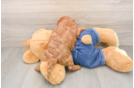 Adorable Cavalier King Charles Spaniel and Poodle Mix Poodle Mix Puppy