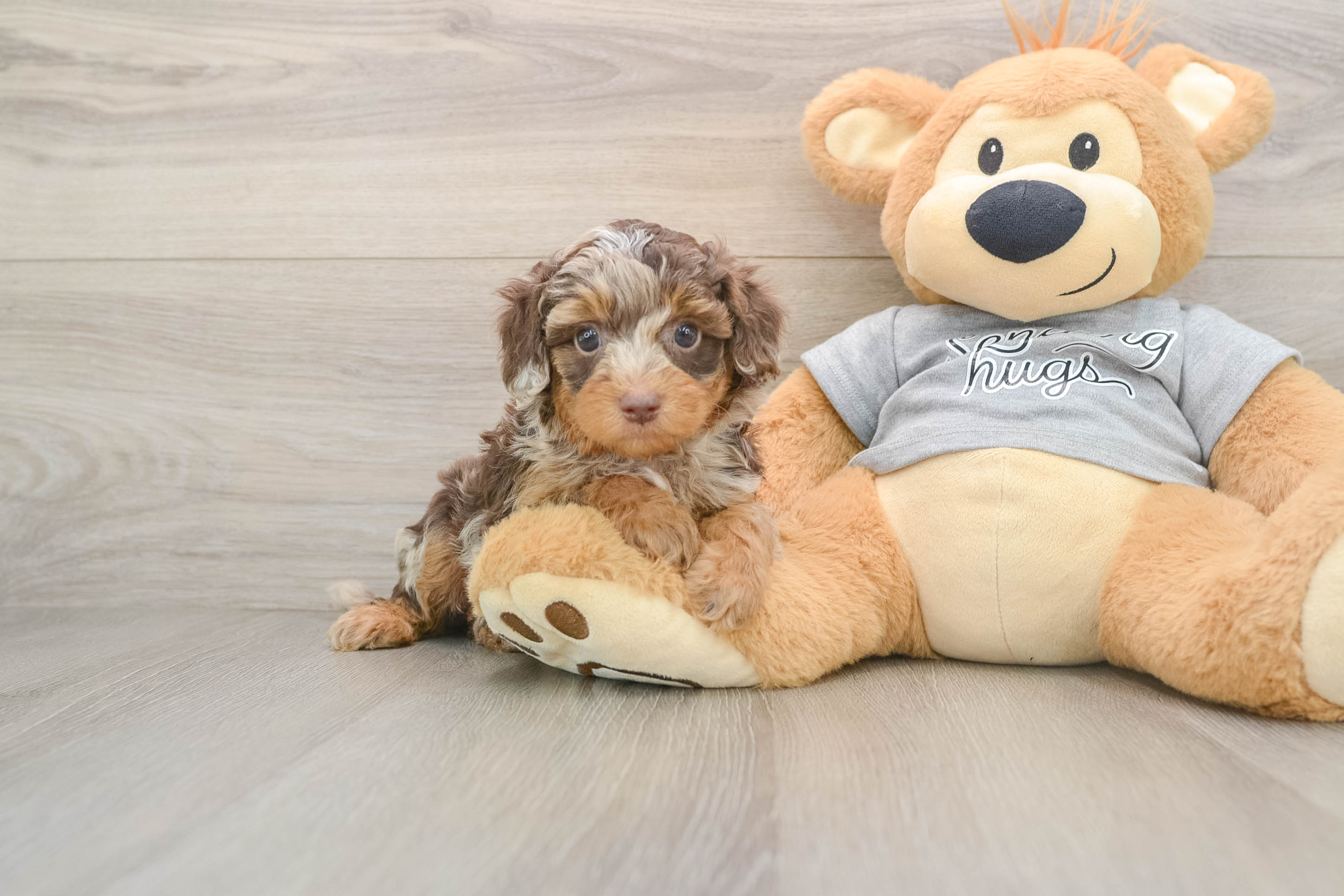 Adorable Cavalier King Charles Spaniel and Poodle Mix Poodle Mix Puppy