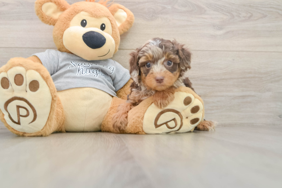Cute Cavapoo Baby