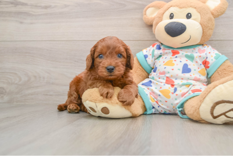 Smart Cavapoo Poodle Mix Pup