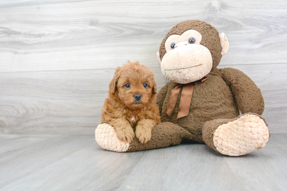 Friendly Cavapoo Baby