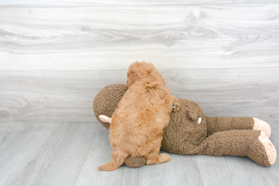 Small Cavapoo Baby